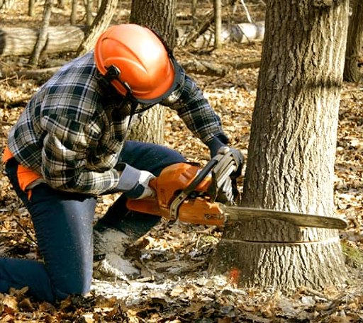 Tree Removal in Greenview, IL